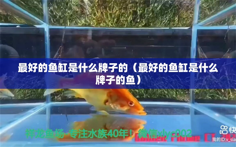 最好的魚缸是什么牌子的（最好的魚缸是什么牌子的魚）