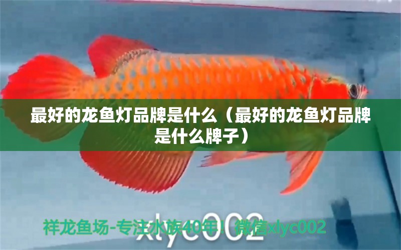 最好的龍魚燈品牌是什么（最好的龍魚燈品牌是什么牌子）