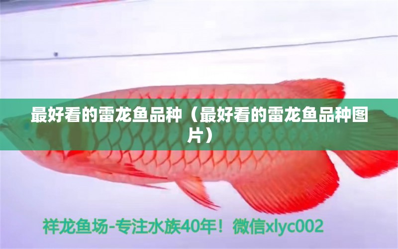 最好看的雷龍魚品種（最好看的雷龍魚品種圖片）