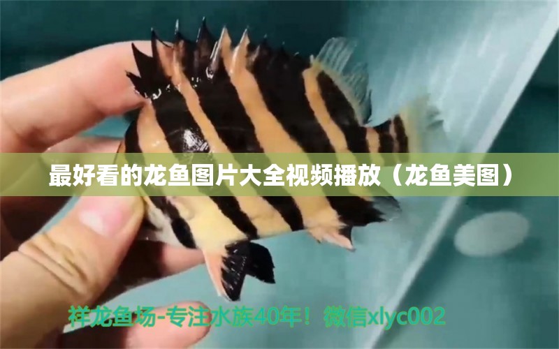 最好看的龍魚圖片大全視頻播放（龍魚美圖）