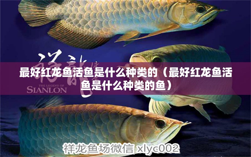 最好紅龍魚活魚是什么種類的（最好紅龍魚活魚是什么種類的魚） 印尼紅龍魚