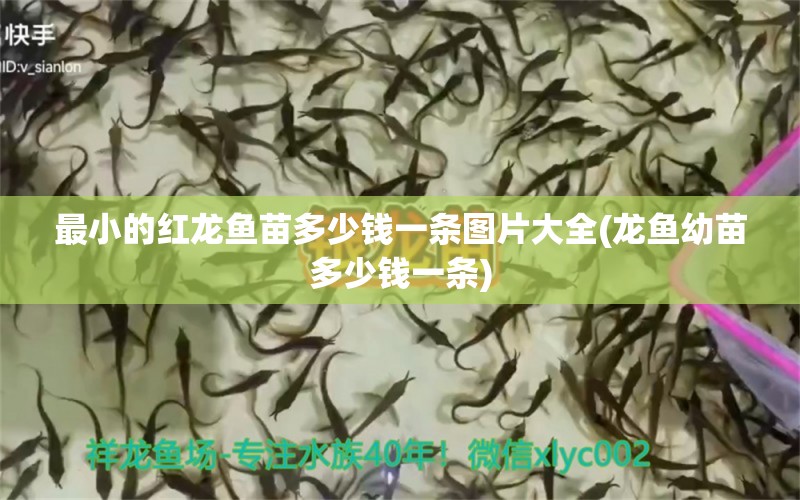 最小的紅龍魚苗多少錢一條圖片大全(龍魚幼苗多少錢一條)