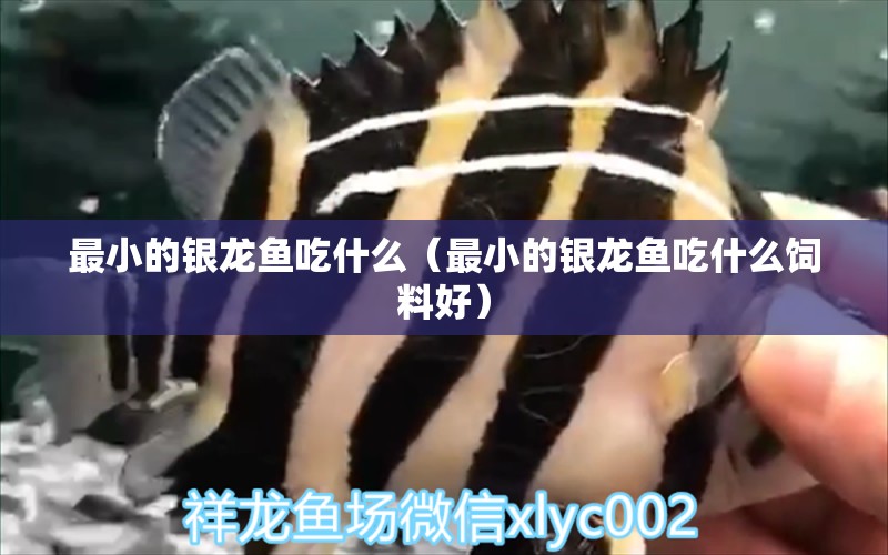 最小的銀龍魚吃什么（最小的銀龍魚吃什么飼料好）