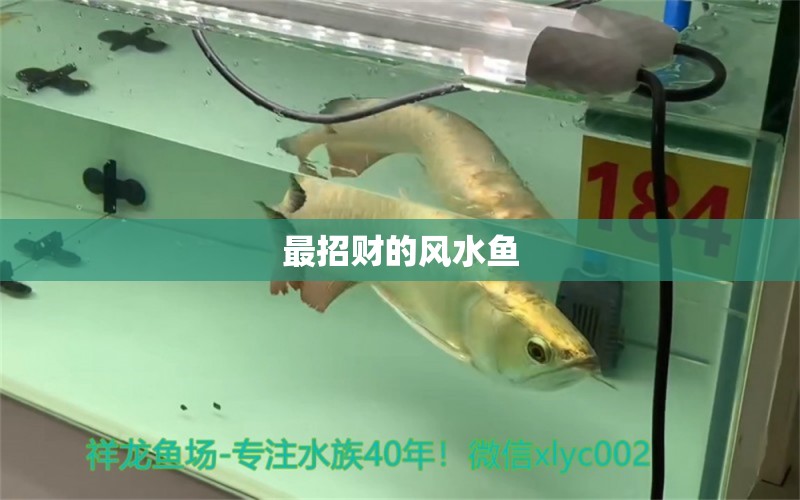 最招財(cái)?shù)娘L(fēng)水魚