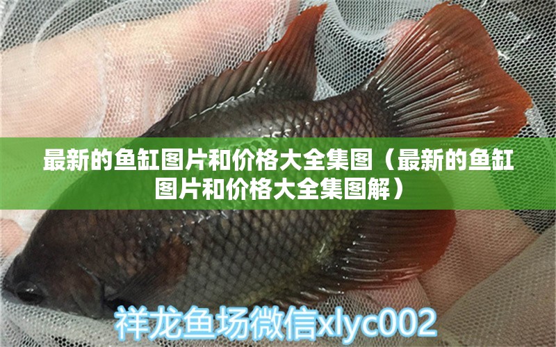 最新的魚缸圖片和價格大全集圖（最新的魚缸圖片和價格大全集圖解） 祥龍水族醫(yī)院