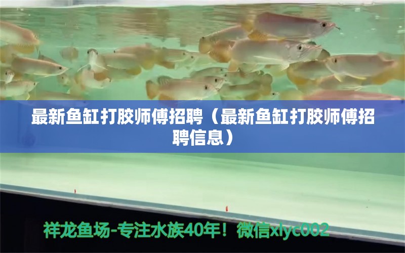 最新魚缸打膠師傅招聘（最新魚缸打膠師傅招聘信息）