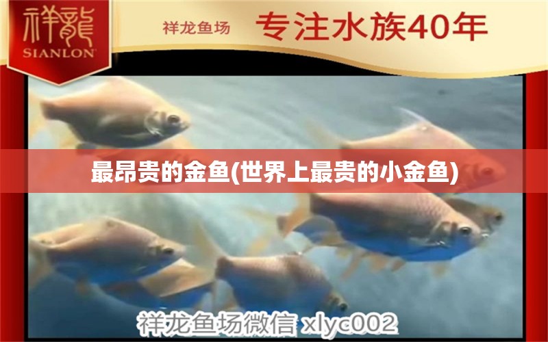 最昂貴的金魚(世界上最貴的小金魚) 水族維護服務(wù)（上門）