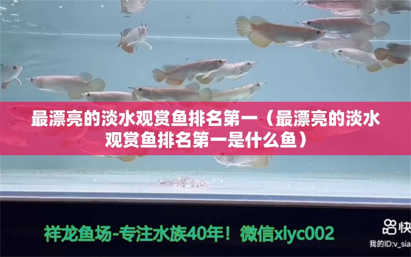 最漂亮的淡水觀賞魚排名第一（最漂亮的淡水觀賞魚排名第一是什么魚） 祥龍水族醫(yī)院