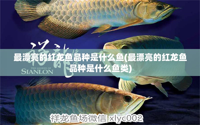 最漂亮的紅龍魚(yú)品種是什么魚(yú)(最漂亮的紅龍魚(yú)品種是什么魚(yú)類) 埃及神仙魚(yú)