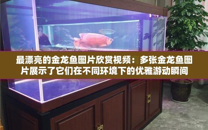 最漂亮的金龍魚圖片欣賞視頻：多張金龍魚圖片展示了它們?cè)诓煌h(huán)境下的優(yōu)雅游動(dòng)瞬間