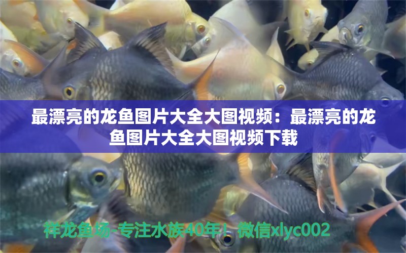 最漂亮的龍魚圖片大全大圖視頻：最漂亮的龍魚圖片大全大圖視頻下載