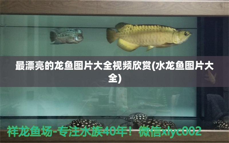 最漂亮的龍魚圖片大全視頻欣賞(水龍魚圖片大全) 照明器材 第1張