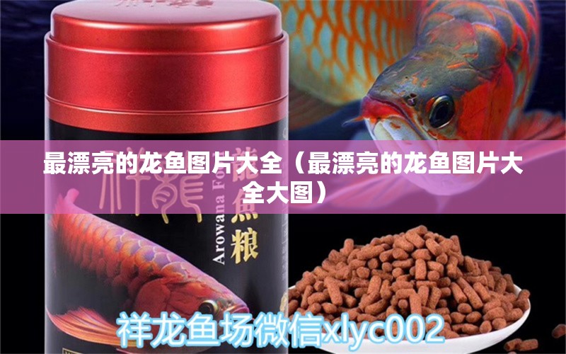 最漂亮的龍魚圖片大全（最漂亮的龍魚圖片大全大圖）