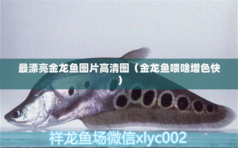 最漂亮金龍魚(yú)圖片高清圖（金龍魚(yú)喂啥增色快） 稀有金龍魚(yú) 第2張