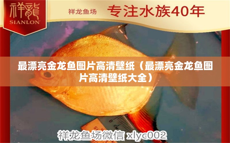 最漂亮金龍魚(yú)圖片高清壁紙（最漂亮金龍魚(yú)圖片高清壁紙大全） 巴西亞魚(yú)