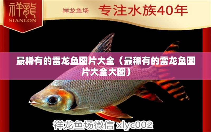 最稀有的雷龍魚圖片大全（最稀有的雷龍魚圖片大全大圖）