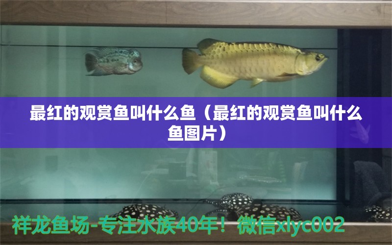 最紅的觀賞魚叫什么魚（最紅的觀賞魚叫什么魚圖片）