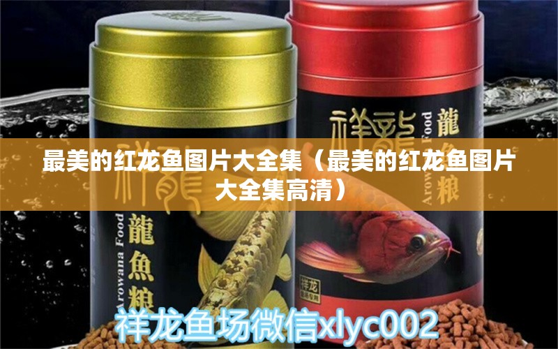 最美的紅龍魚(yú)圖片大全集（最美的紅龍魚(yú)圖片大全集高清）