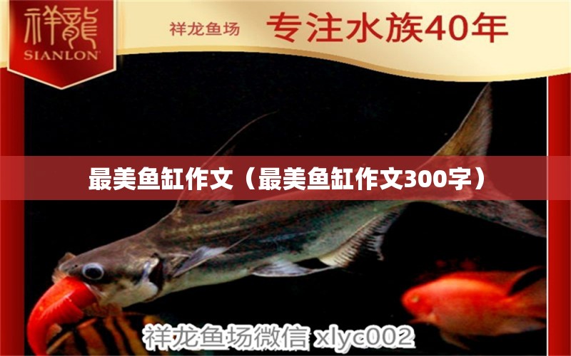 最美魚缸作文（最美魚缸作文300字）