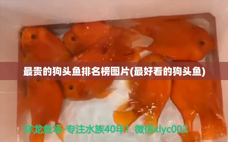 最貴的狗頭魚排名榜圖片(最好看的狗頭魚) 狗頭魚