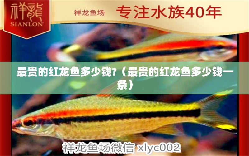 最貴的紅龍魚(yú)多少錢(qián)?（最貴的紅龍魚(yú)多少錢(qián)一條） 印尼紅龍魚(yú)