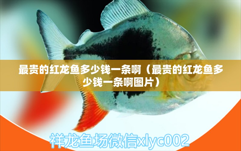 最貴的紅龍魚(yú)多少錢(qián)一條?。ㄗ钯F的紅龍魚(yú)多少錢(qián)一條啊圖片） 印尼紅龍魚(yú)