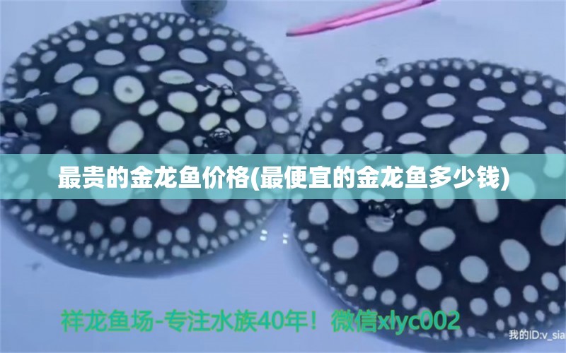 最貴的金龍魚價(jià)格(最便宜的金龍魚多少錢) 銀龍魚