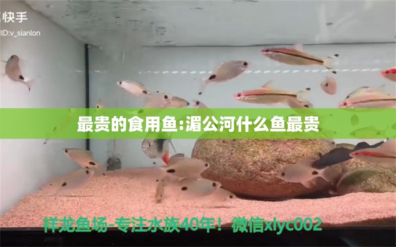 最貴的食用魚:湄公河什么魚最貴