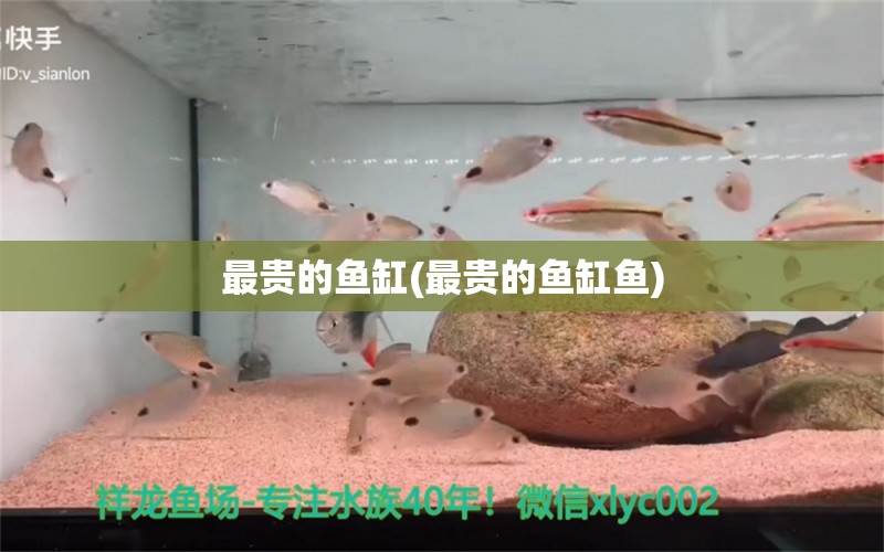 最貴的魚缸(最貴的魚缸魚)