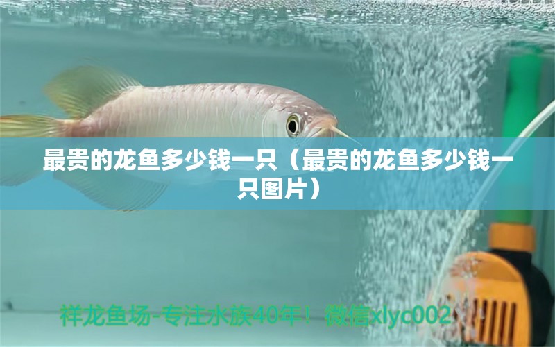 最貴的龍魚多少錢一只（最貴的龍魚多少錢一只圖片） 祥龍魚場(chǎng)