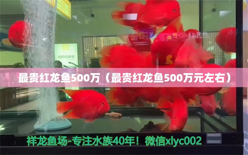 最貴紅龍魚500萬（最貴紅龍魚500萬元左右） 印尼紅龍魚