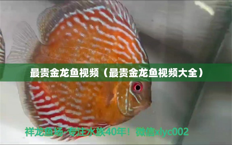 最貴金龍魚視頻（最貴金龍魚視頻大全）