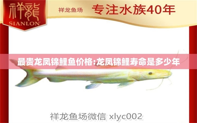 最貴龍鳳錦鯉魚價(jià)格:龍鳳錦鯉壽命是多少年