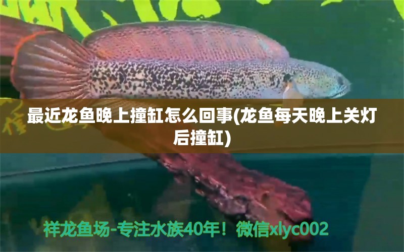 最近龍魚晚上撞缸怎么回事(龍魚每天晚上關(guān)燈后撞缸) 祥龍金禾金龍魚