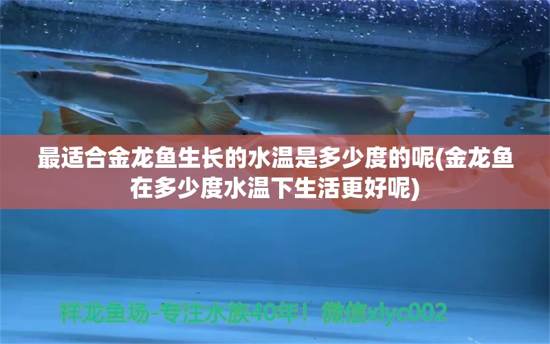 最適合金龍魚生長(zhǎng)的水溫是多少度的呢(金龍魚在多少度水溫下生活更好呢) 野彩魚