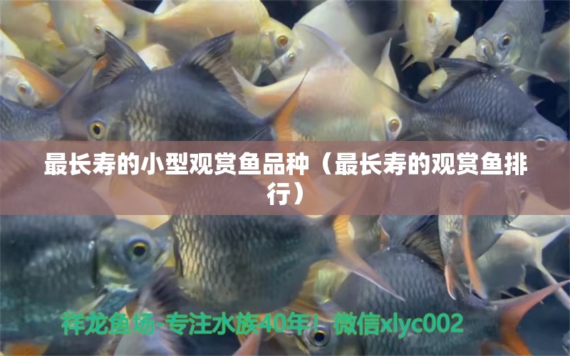 最長壽的小型觀賞魚品種（最長壽的觀賞魚排行） 小型觀賞魚