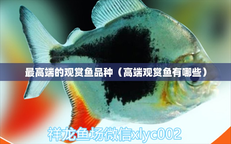 最高端的觀賞魚品種（高端觀賞魚有哪些） 觀賞魚疾病 第1張