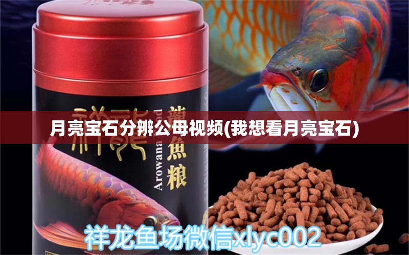 月亮寶石分辨公母視頻(我想看月亮寶石) 三色錦鯉魚