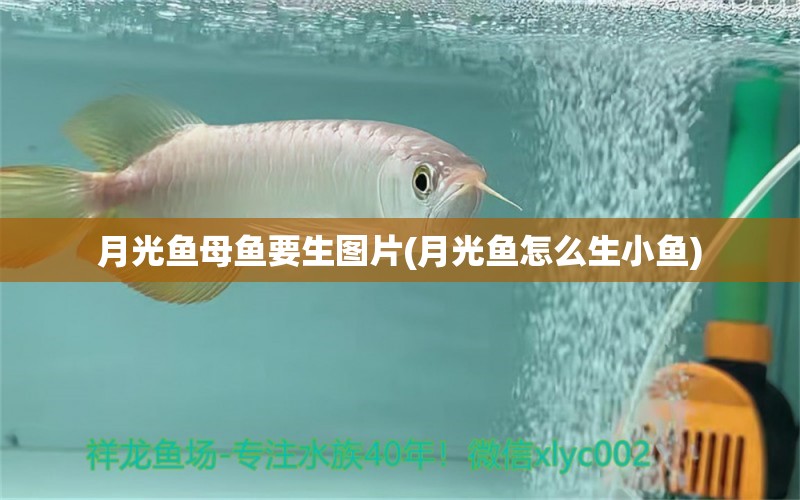 月光魚母魚要生圖片(月光魚怎么生小魚) 女王大帆魚