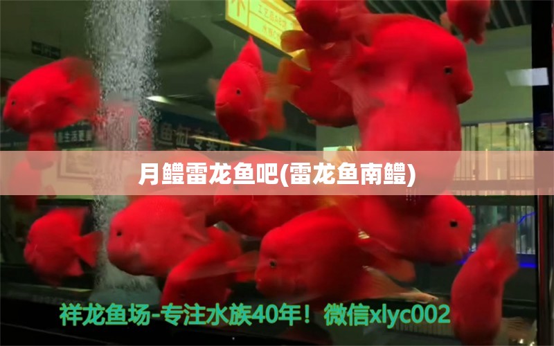 月鱧雷龍魚吧(雷龍魚南鱧) 七彩神仙魚 第1張