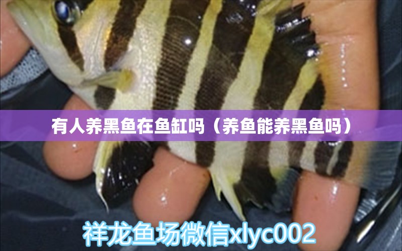 有人養(yǎng)黑魚在魚缸嗎（養(yǎng)魚能養(yǎng)黑魚嗎）