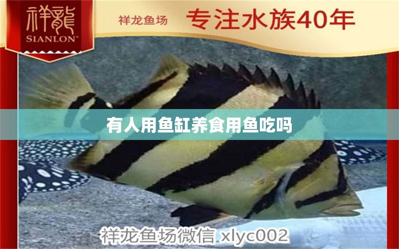 有人用魚缸養(yǎng)食用魚吃嗎 祥龍魚場