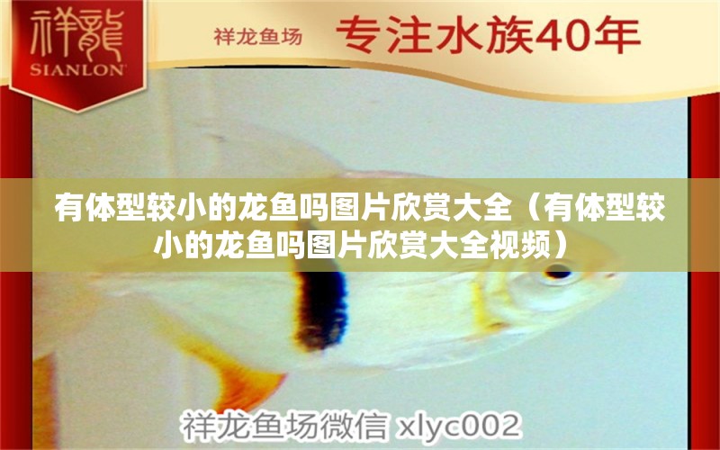 有體型較小的龍魚(yú)嗎圖片欣賞大全（有體型較小的龍魚(yú)嗎圖片欣賞大全視頻）