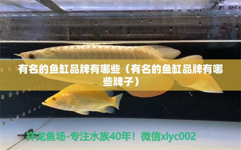 有名的魚(yú)缸品牌有哪些（有名的魚(yú)缸品牌有哪些牌子）