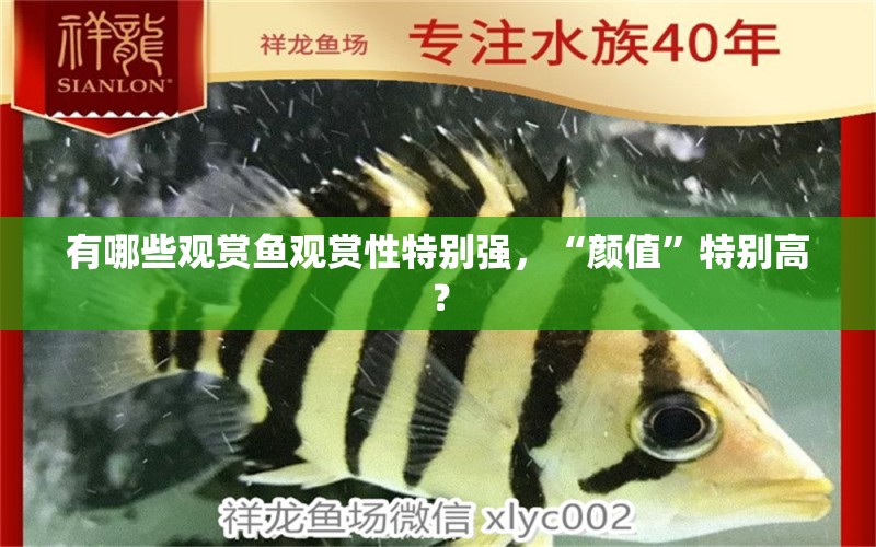 有哪些觀賞魚觀賞性特別強，“顏值”特別高？ 印尼四紋虎