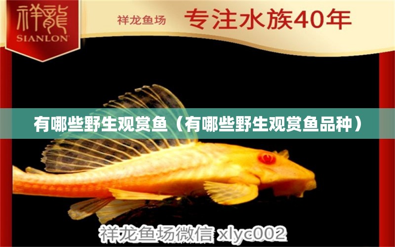 有哪些野生觀賞魚（有哪些野生觀賞魚品種）