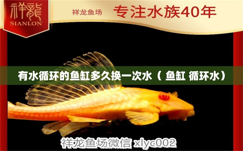 有水循環(huán)的魚缸多久換一次水（ 魚缸 循環(huán)水） 狗狗（犬） 第1張