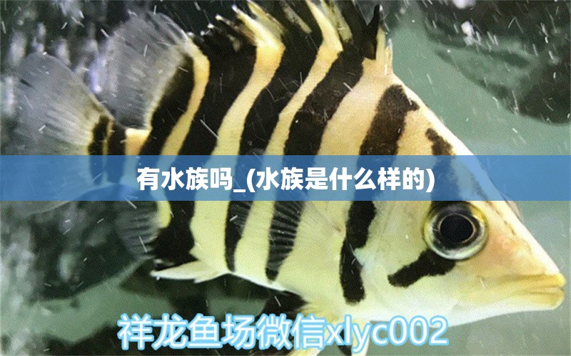 有水族嗎_(水族是什么樣的) 泰國虎魚