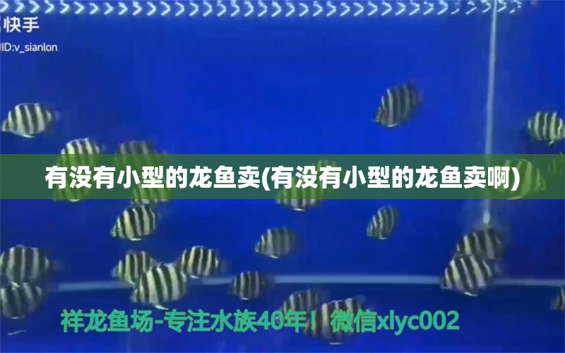 有沒(méi)有小型的龍魚(yú)賣(有沒(méi)有小型的龍魚(yú)賣啊) 狗仔（招財(cái)貓)魚(yú)苗