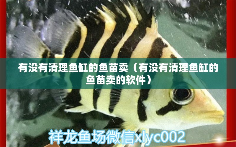 有沒有清理魚缸的魚苗賣（有沒有清理魚缸的魚苗賣的軟件） 廣州觀賞魚批發(fā)市場